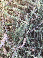 Atriplex glauca