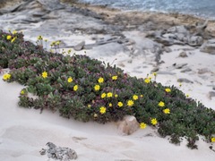 Crassothonna capensis