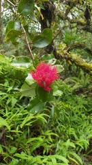 Metrosideros collina