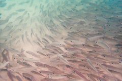 Selar crumenophthalmus