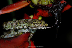 Bothriechis schlegelii