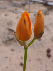 Ornithogalum maculatum