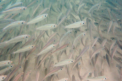 Selar crumenophthalmus