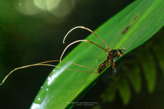 Ophiocordyceps