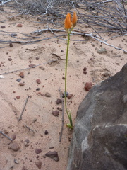 Ornithogalum maculatum