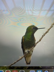 Boissonneaua flavescens