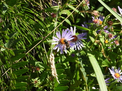 Sericomyia chalcopyga