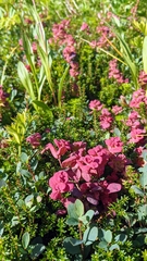 Exobasidium vaccinii-uliginosi