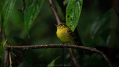 Empidonax flavescens