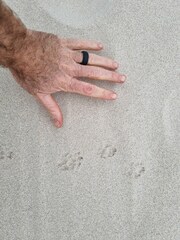 Herpestes pulverulentus