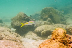 Mulloidichthys martinicus