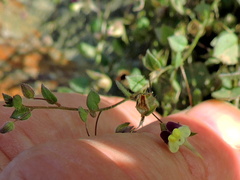 Kickxia elatine