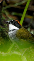 Arremon brunneinucha