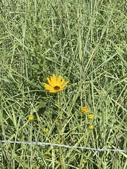 Helianthus angustifolius