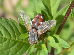 Tachininae