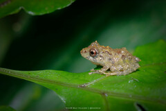 Pristimantis cruentus