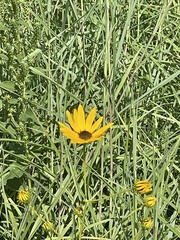 Helianthus angustifolius