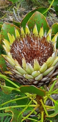 Protea cynaroides