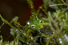 Espadarana prosoblepon