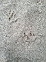 Herpestes pulverulentus