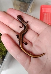 Plethodon vehiculum