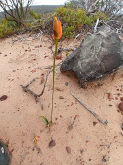 Ornithogalum maculatum