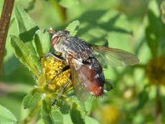 Tachininae