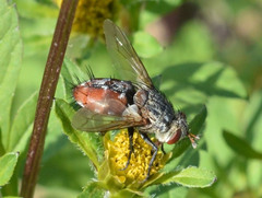 Tachininae