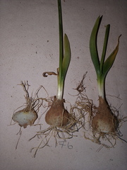 Ornithogalum maculatum
