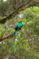 Pharomachrus mocinno