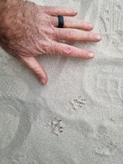 Herpestes pulverulentus