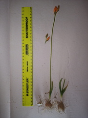 Ornithogalum maculatum