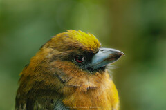 Semnornis frantzii