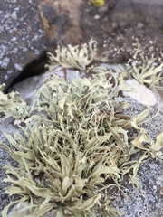 Ramalina canariensis