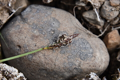 Carex bigelowii arctisibirica