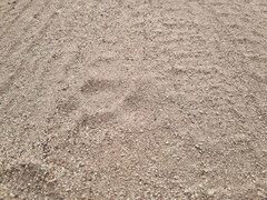 Panthera pardus pardus