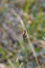Carex bigelowii arctisibirica