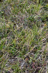 Carex bigelowii arctisibirica