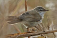 Acrocephalus agricola