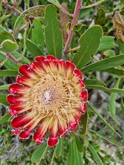 Protea obtusifolia