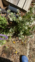 Eupatorium serotinum