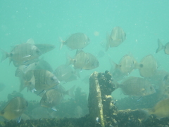 Diplodus