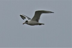 Ichthyaetus ichthyaetus