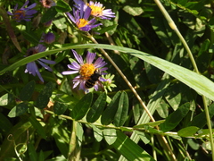 Sericomyia chalcopyga