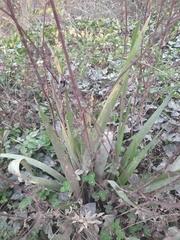 Iris foetidissima