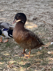 Anas platyrhynchos × Cairina moschata