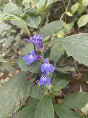 Lobelia