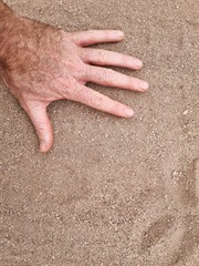 Panthera pardus pardus