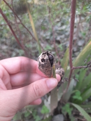 Iris foetidissima
