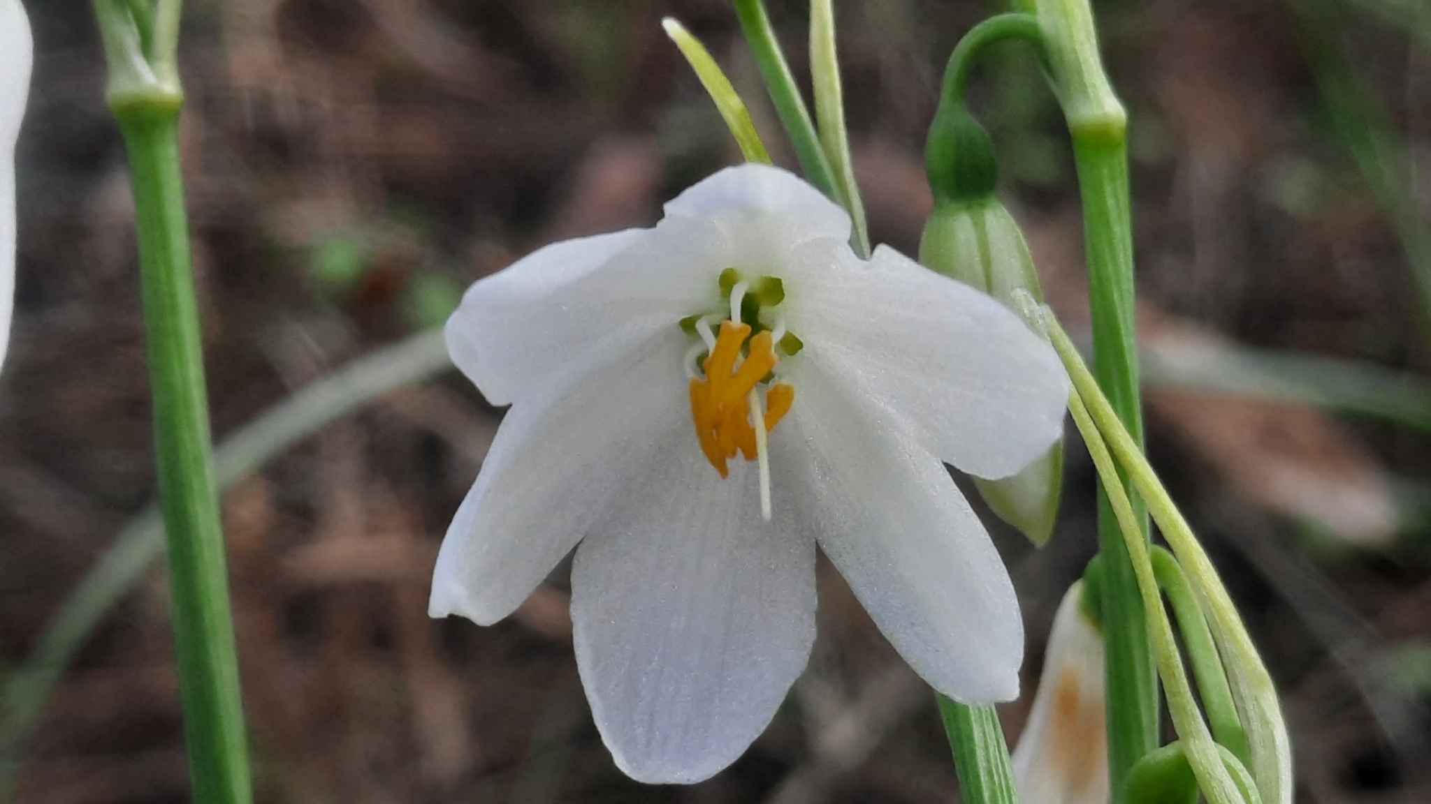 Campanilla de otoño